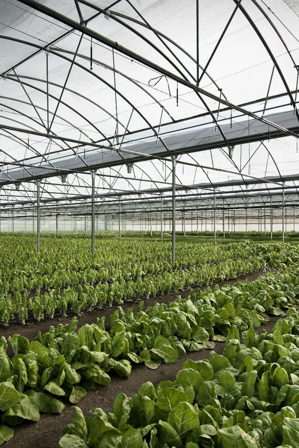 חממות אבורג'ייל