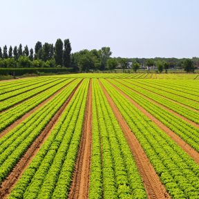 Depositphotos_6404362_xl-2015-L